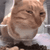 Emoji sideeyecat