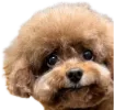 Emoji CI_mulchmaxxing