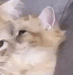 Emoji CatFeelSleep