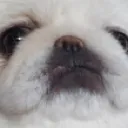 Emoji DoggoSmug