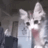 Emoji CatYoDap