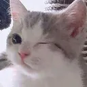 Emoji CatWink
