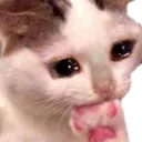 Emoji cat_sobbing