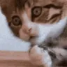 Emoji bs_catshock