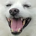 Emoji bs_loldog