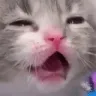 Emoji bs_shockedkitty