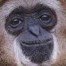 Emoji 3279monker