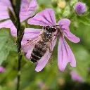 Emoji abeille