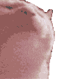 Emoji rainbowcatomg
