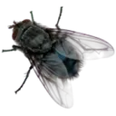Emoji mouche