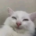 Emoji 3450catsmile