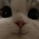 Emoji 4853catcute