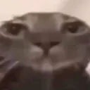 Emoji 7436catbruh