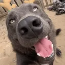 Emoji 7708dog
