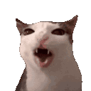 Emoji cronchycat