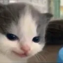 Emoji cat