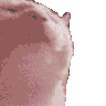 Emoji FiestaCat