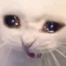 Emoji SadCat