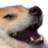 Emoji HappyDog