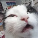 Emoji cat_weed