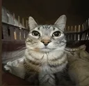 Emoji Staring_Cat