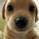 Emoji dogpipou