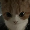 Emoji catviolent