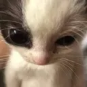 Emoji catsuperviolent