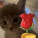 Emoji rizz_cat