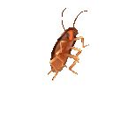 Emoji Bedbug