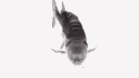 Emoji fishspin