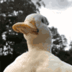 Emoji flowerduck