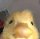 Emoji peekinglurkingduck