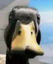 Emoji duckstare
