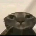 Emoji Wetcat