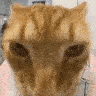 Emoji a_cat_drip