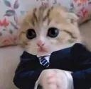 Emoji catbusiness