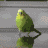Emoji bird