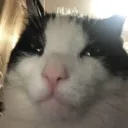 Emoji 25216mewingcat