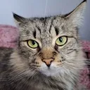 Emoji catstare