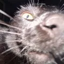 Emoji catsniff