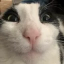 Emoji cathappy