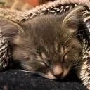 Emoji sleepycarcat