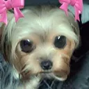 Emoji chienkawail