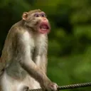 Emoji Singe