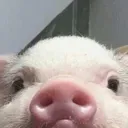Emoji Chonchooon