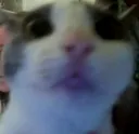 Emoji Nala_uh