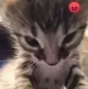 Emoji CatAngry