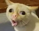 Emoji CatSneeze