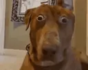 Emoji dog